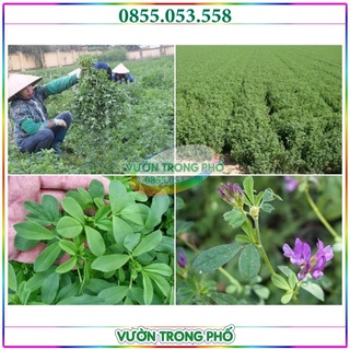 Hạt giống cỏ chăn nuôi ALFALFA Linh Lăng - 0.5kg