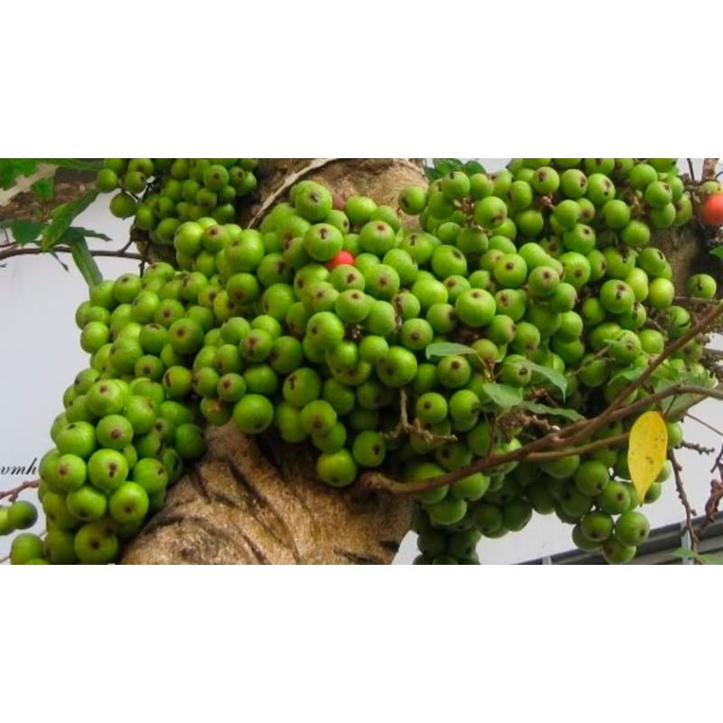 (Giá 500gr-1kg) Quả Sung Khô  loại đẹp