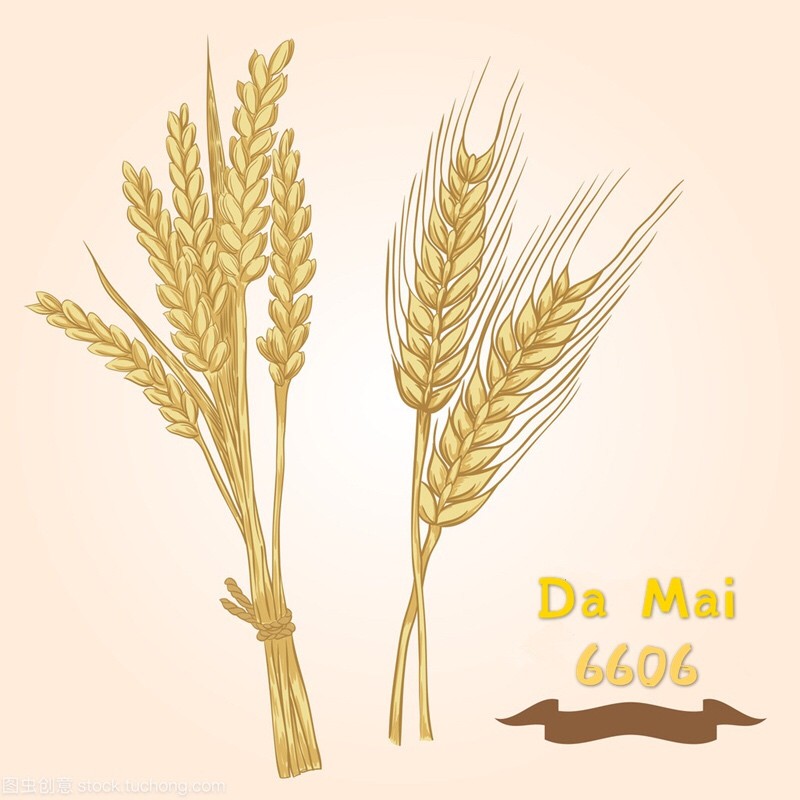 damai6606.vn, Cửa hàng trực tuyến | BigBuy360 - bigbuy360.vn