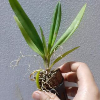Hoa lan vũ nữ peru