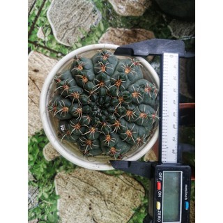 XƯƠNG RỒNG THẦN LONG LỚN