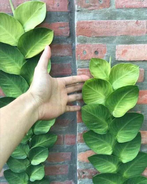 Cây cắt kè Thái... siêu đẹp