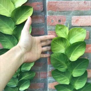 Cây 🌲 Cắt Kè Thái... siêu đẹp
