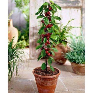 hạt quả cherry đỏ sai quả- 5 hạt