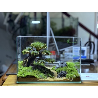 Hồ thuỷ sinh đã setup hoàn thiện kích thước 30x17x21cm hoặc 35x20x23 cm kính đúc