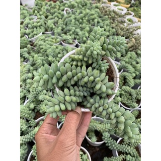 sen đá chuỗi Ngọc bi