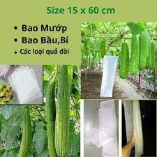 Set 10 Túi Bao Bọc Mướp , Bầu , Bí .. 15x60cm _ Bọc Trái Cây Quả Dài Chống Ruồi Vàng , Côn Trùng , Sương Muối , Rám Quả