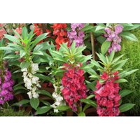 Hạt giống hoa móng tay mix màu kép (tặng kèm phân bón và kích mầm)