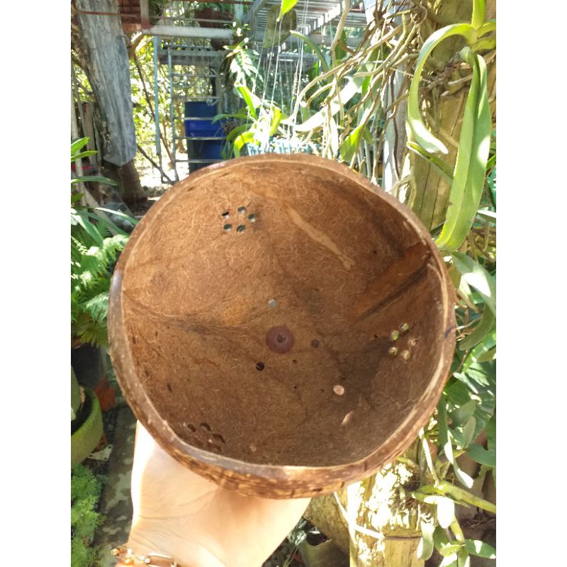 Chậu trồng cây được làm từ gáo dừa 100% thiên nhiên