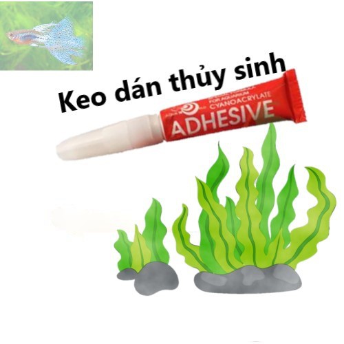 Keo dán rêu, cây thủy sinh