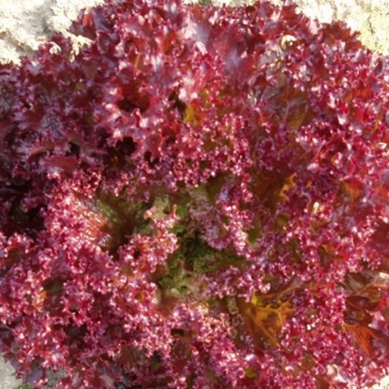 Hạt Giống Xà Lách Xoăn Tím Đức