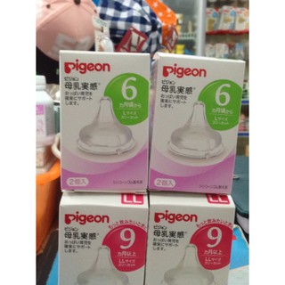 NÚM TI PIGEON NỘI ĐỊA NHẬT