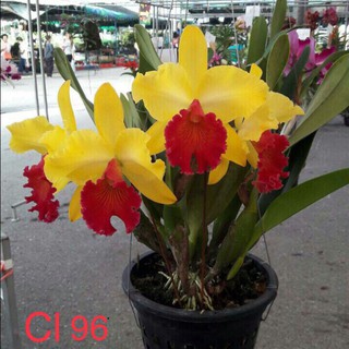 Lan cattleya cây giống ,lan cát