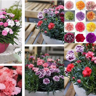 Hạt giống hoa cẩm chướng kép lùn nhiều màu 50 hạt (TẶNG gói kích thích hỗ trợ hạt nảy mầm)