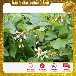Hạt giống củ đậu gói 20gr