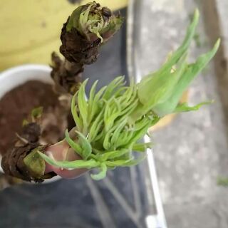 Củ mẹ hoa mẫu đơn cho hoa Tết