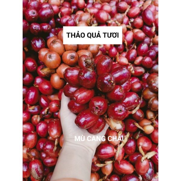 Thảo quả Tây Bắc, thảo quả đỏ loại tươi túi 1kg