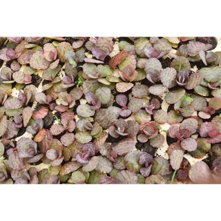 sen đá da báo mini 2-4cm