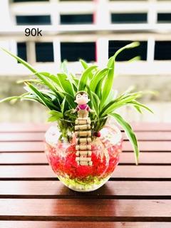Chậu lan chi thuỷ sinh san hô