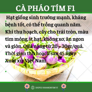HẠT GIỐNG CÀ PHÁO TÍM