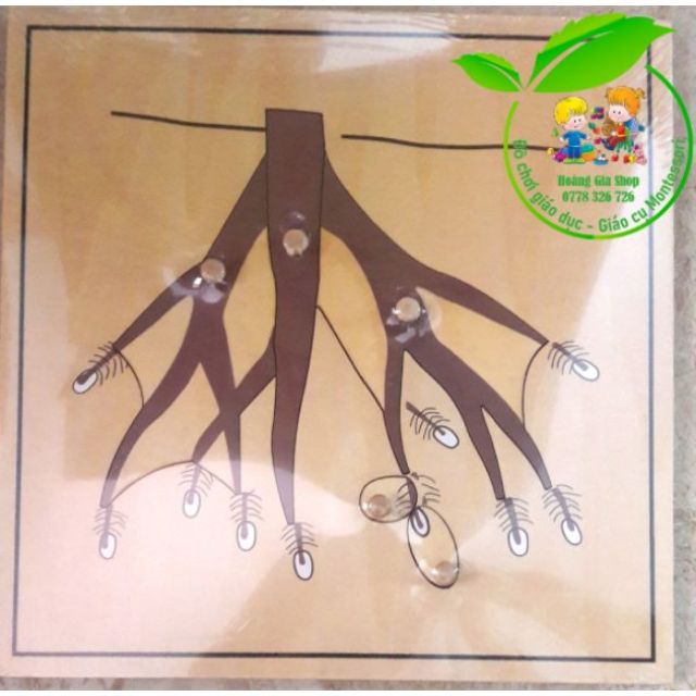 Giáo cụ Montessori - Ghép hình rễ cây