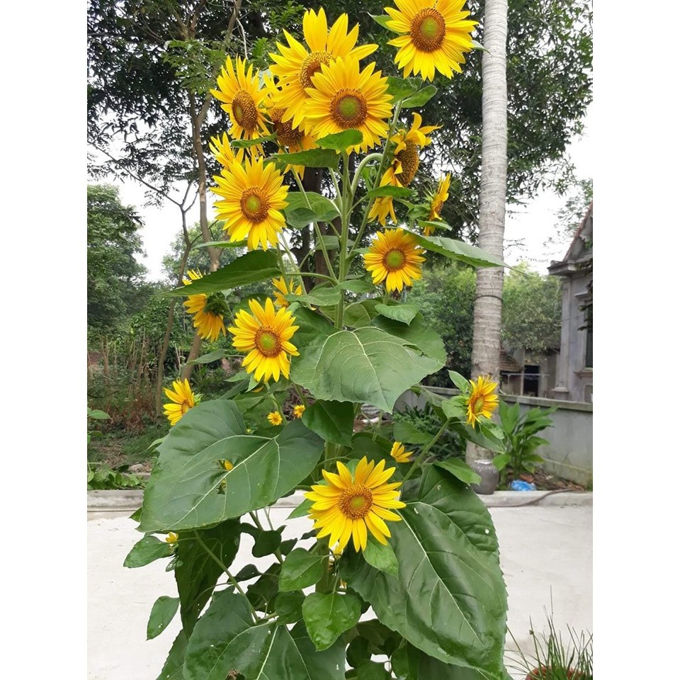 ( SIÊU RẺ ) Hạt giống hướng dương siêu bông 30 hạt