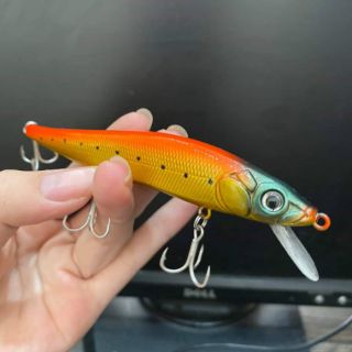 Cá Minnow Sanchem