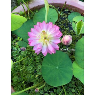 Mini siêu nụ Pink butterfly
