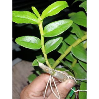 ki phi điệp bản lá đẹp