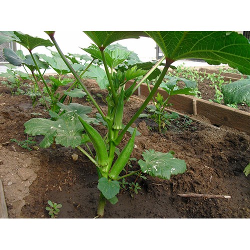 Hạt giống Đậu bắp gói 10 gram