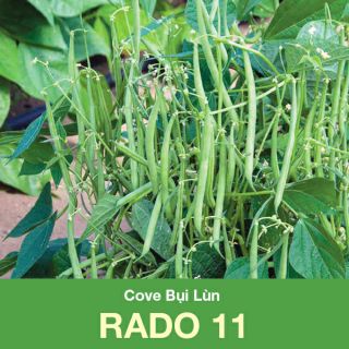 Hạt giống đậu cove bụi lùn không cần leo giàn