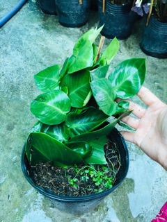 CÂY THẰN LẰN LEO TƯỜNG
