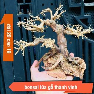 [ BonSai ] Gỗ Lũa Thuỷ Sinh D20xC19 dành cho hồ cá cảnh