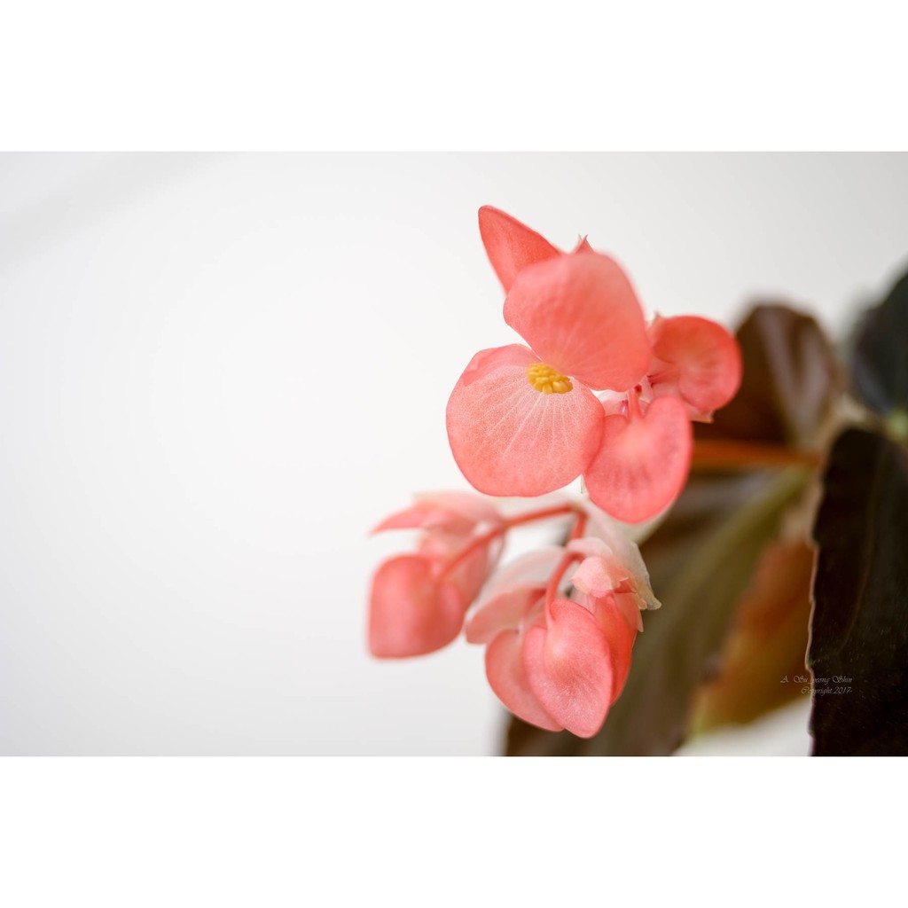 Ống kính máy ảnh Quantaray 24mm f2.8 Macro AF Sony A  - 11053