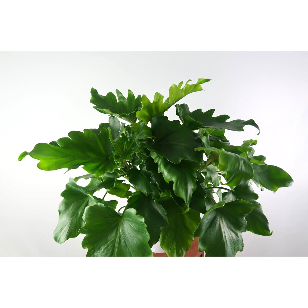 Cây Philodendron bipinnatifidum Little Hope (Cây Hy Vọng) kèm chậu thuỷ canh 2 lớp không cần tưới