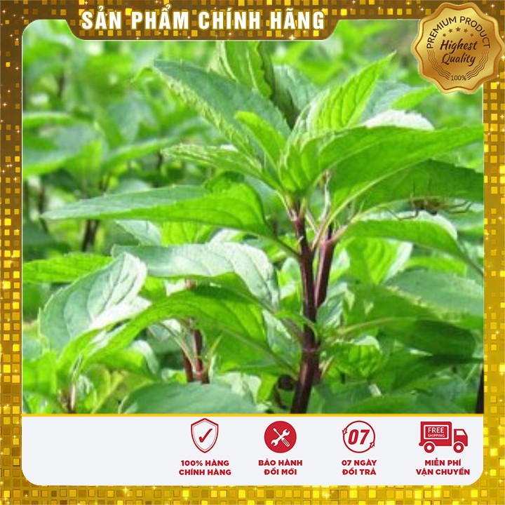 Hạt giống Rau Húng Quê ( gói 2 gram )