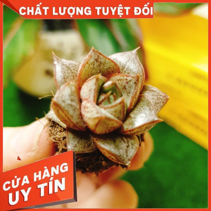 Sen đá hoa hồng đen size vỉ mini ❌ FREE SHIP ❌ Xuất xứ Đà Lạt, đã thuần khí hậu