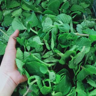 Siro ho thảo mộc dân gian 🌿🌿