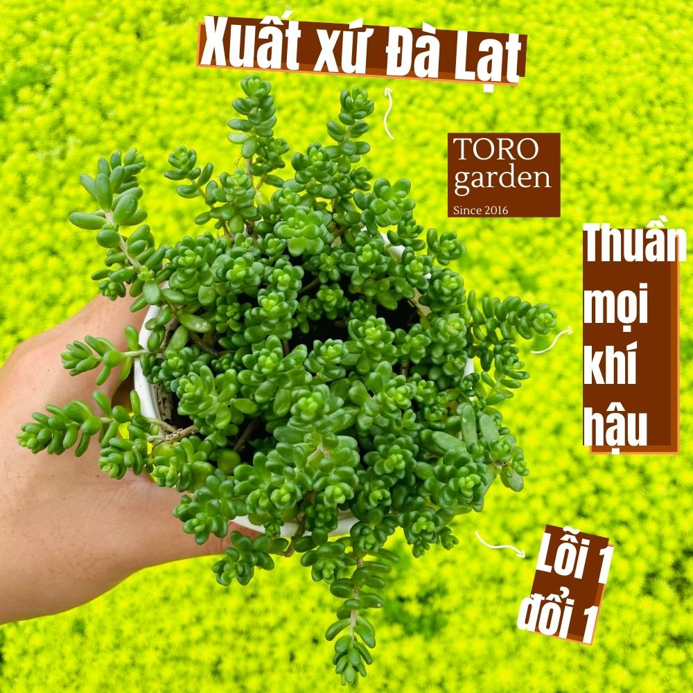 Sen đá sedum kẹo Đà Lạt size trung bình cây cảnh trang trí nhà cửa Toro garden