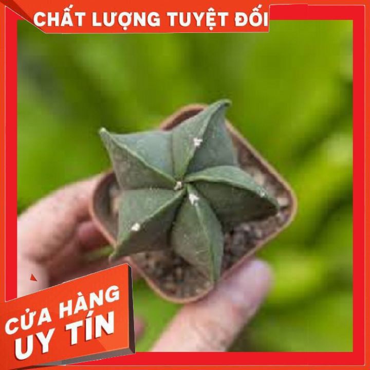 Xương rồng astro ❌ FREE SHIP ❌ xuất xứ Đà Lạt, đã thuần khí hậu