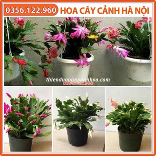 Chậu hoa lan càng cua đang nụ to 20cm