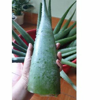 1kg lá nha đam
