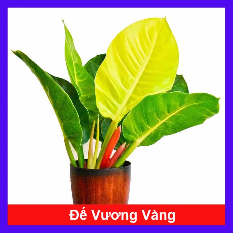 Cây trầu bà đế vương vàng - cây cảnh để bàn - caykiengsadec