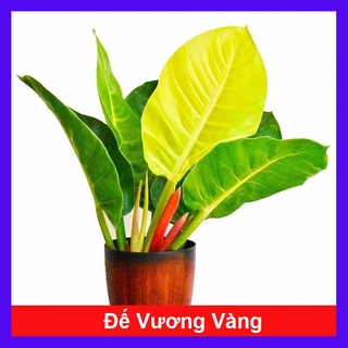Cây trầu bà đế vương vàng - cây cảnh để bàn - caykiengsadec