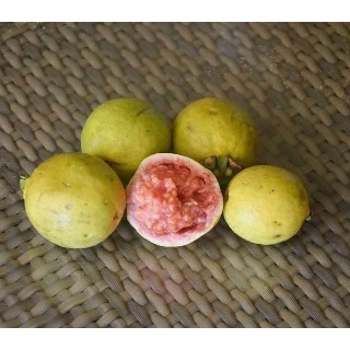 Ổi sẻ lá nhỏ đang hoa