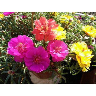 HẠT GIỐNG HOA MƯỜI GIỜ MỸ