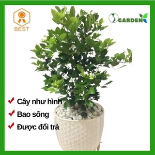 Cây hoa nguyệt quế tán xum xuê, cây đã có hoa, hoa thơm, dễ trồng cao khoảng 50cm (Cây như hình 2-7