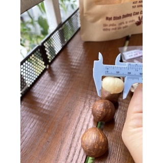 Hạt macca Đăk Lăk size >22