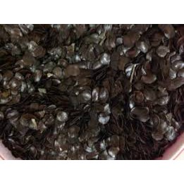 HẠT GIỐNG CÂY MUỒNG