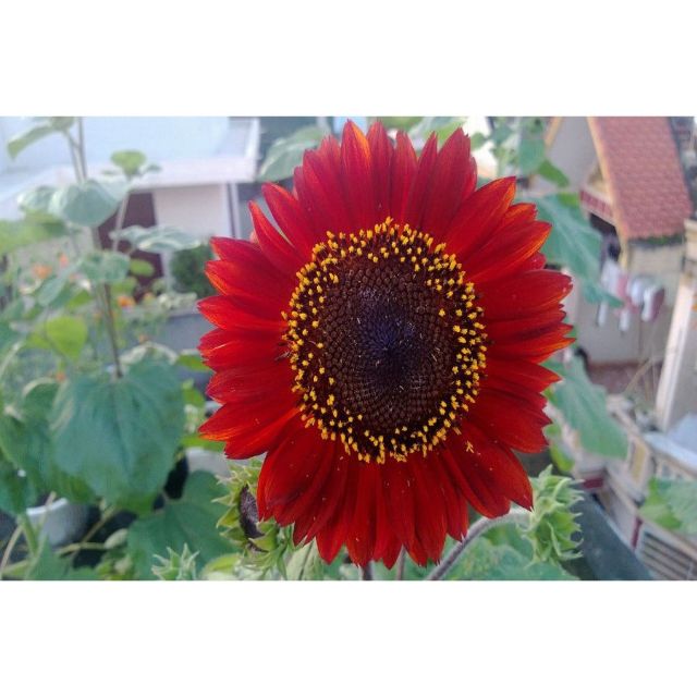 Gói 20 Hạt Giống Hoa Hướng Dương Đỏ Red Sun - Nanuseeds